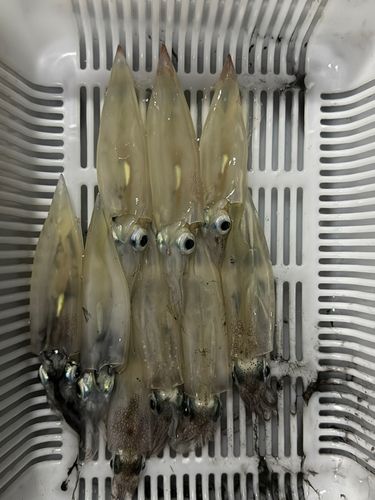 ヤリイカの釣果