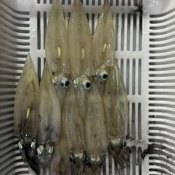 ヤリイカ