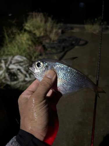 ミナミハタンポの釣果