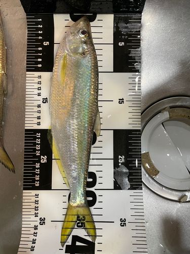 ヒラの釣果