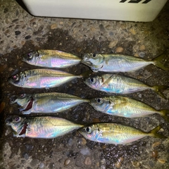 アジの釣果