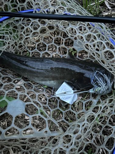 ナマズの釣果