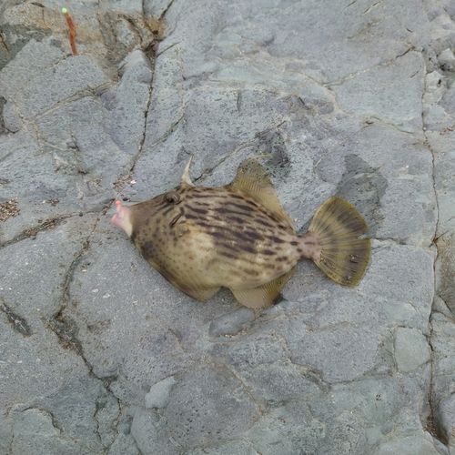 カワハギの釣果