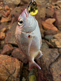 チャリコの釣果
