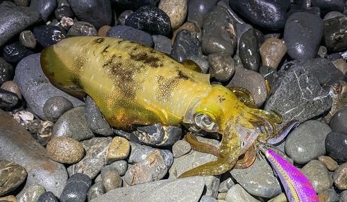 アオリイカの釣果