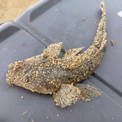 マゴチの釣果