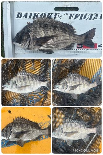 クロダイの釣果
