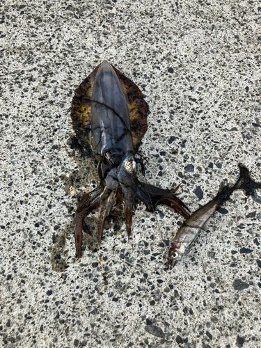 アイゴの釣果