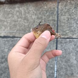 アミメハギ