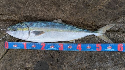 イナダの釣果