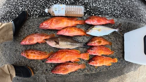アカハタの釣果