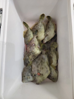 カワハギの釣果