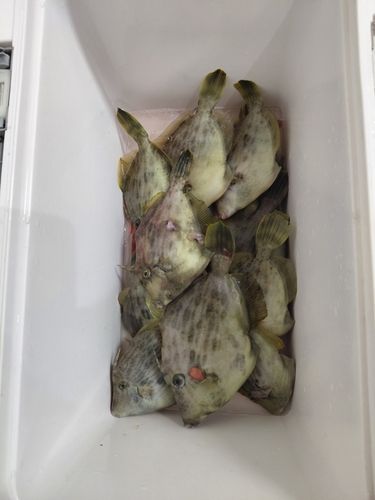 金谷沖