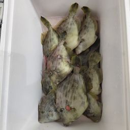 カワハギ