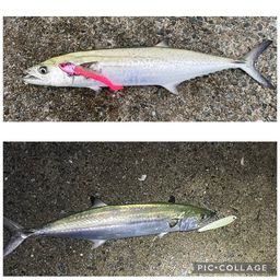 サワラ