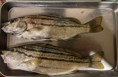 新居海釣公園