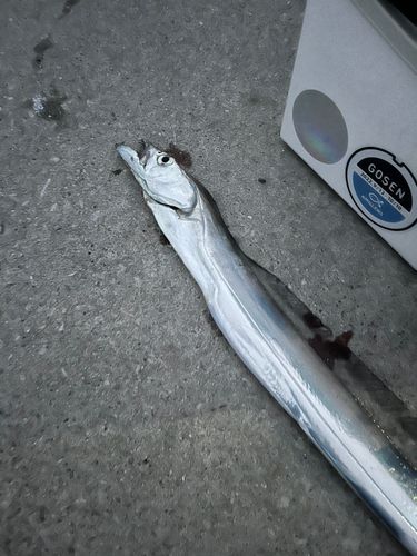 タチウオの釣果