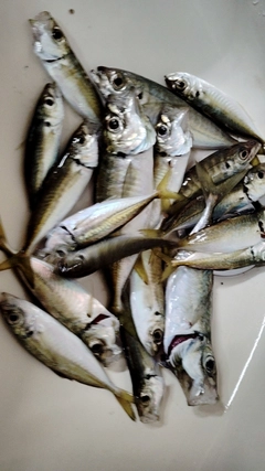 アジの釣果