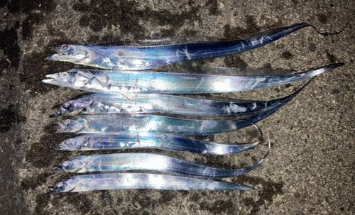 タチウオの釣果