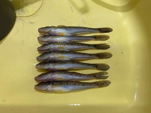 ハゼの釣果