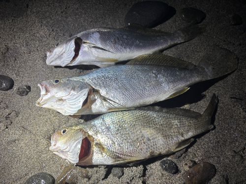 イシモチの釣果