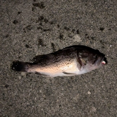 クロソイの釣果