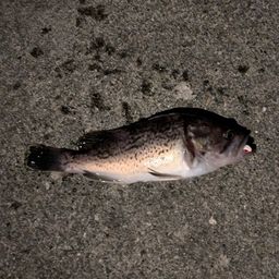 クロソイ