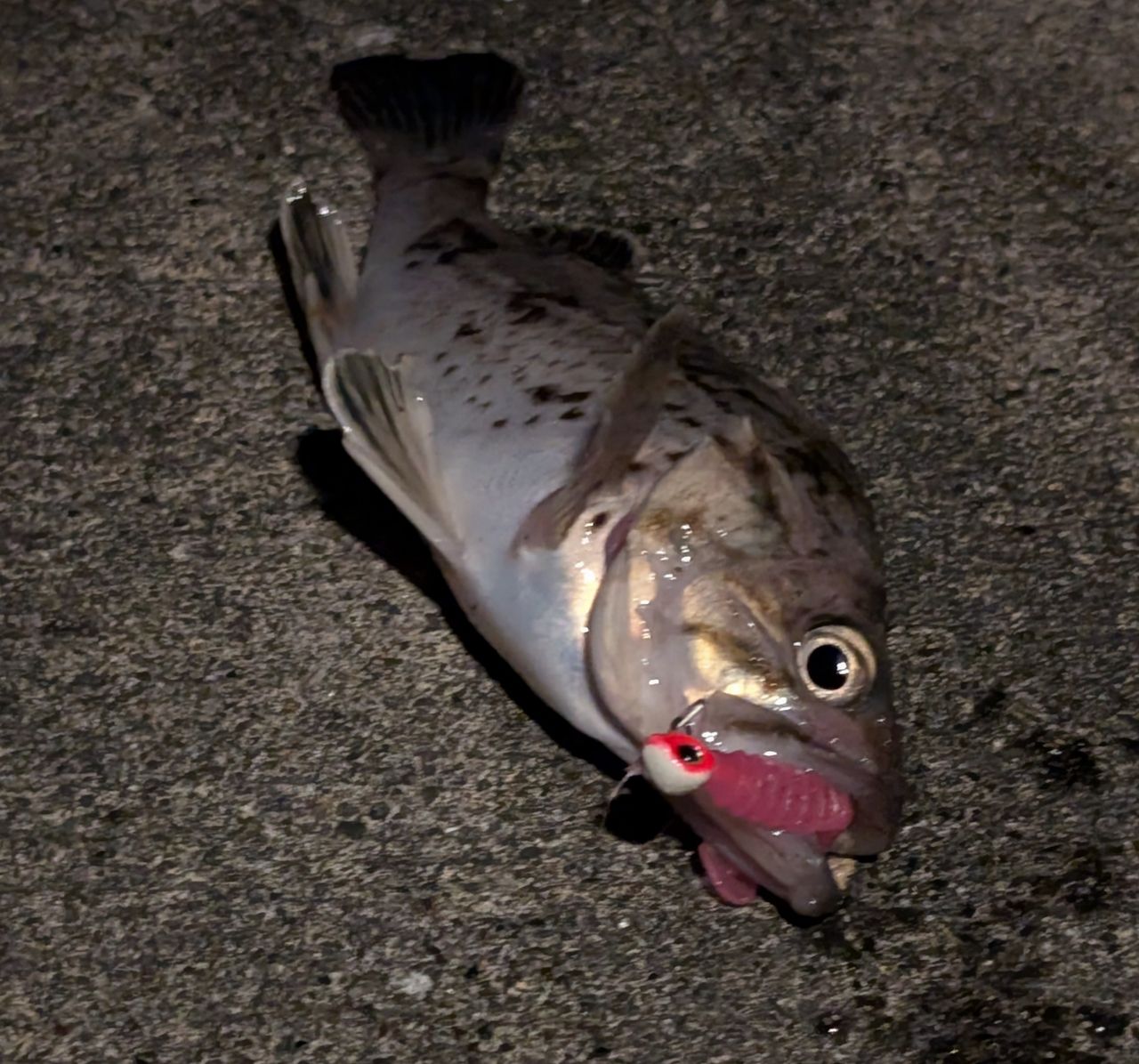 クロソイ