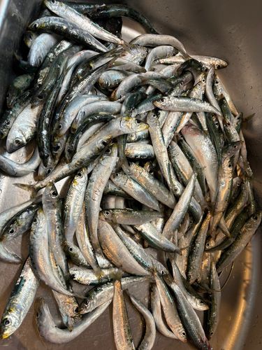 イワシの釣果