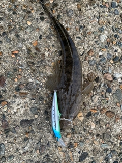 マゴチの釣果