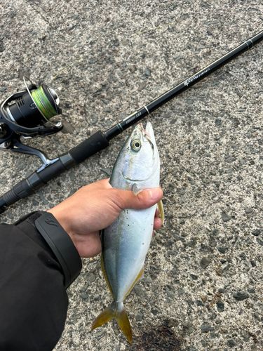 ワカシの釣果