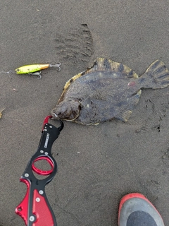 ヌマガレイの釣果
