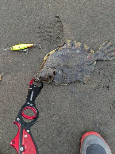 ヌマガレイの釣果