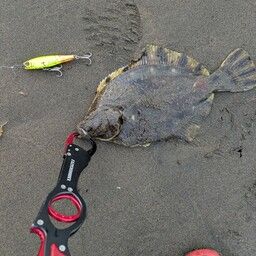 ヌマガレイ