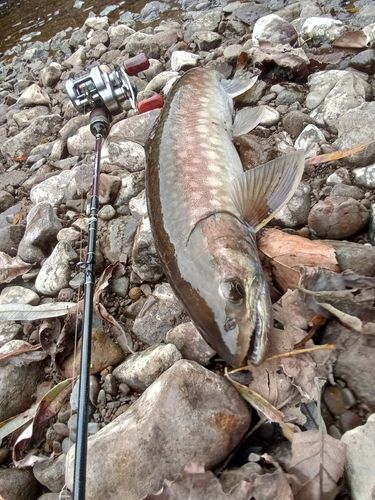 アメマスの釣果