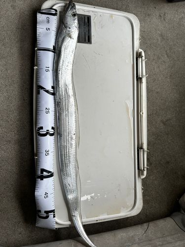 タチウオの釣果