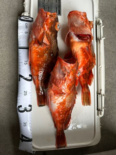 ウッカリカサゴの釣果