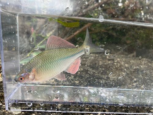カネヒラの釣果