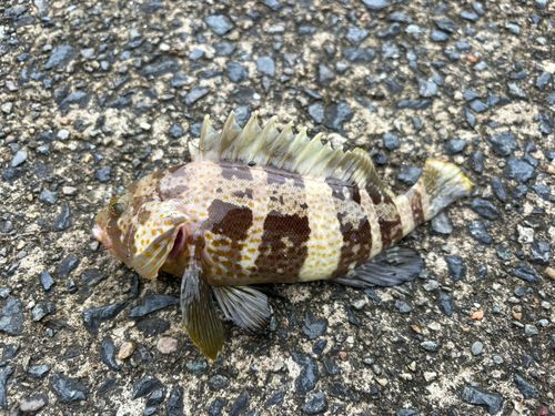 アオハタの釣果