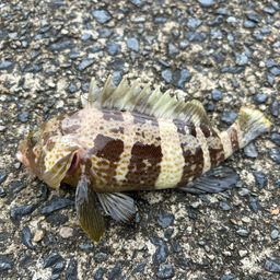 アオハタ