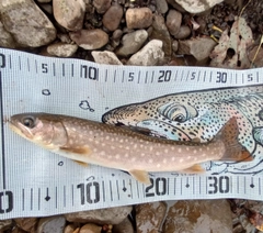 アメマスの釣果