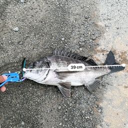 クロダイ