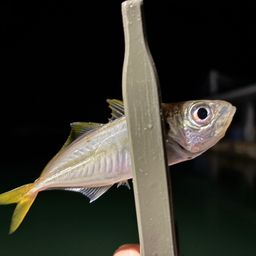 アジ