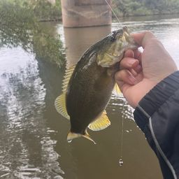 スモールマウスバス