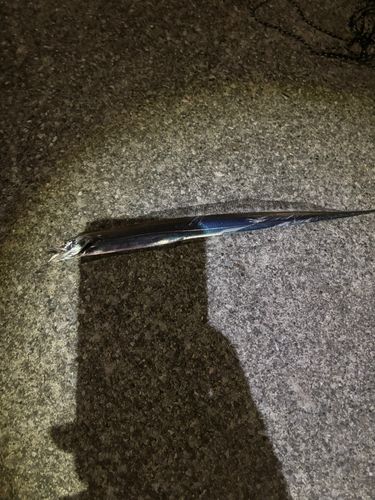 タチウオの釣果