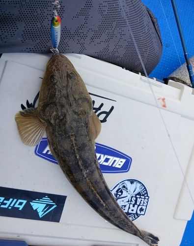 マゴチの釣果
