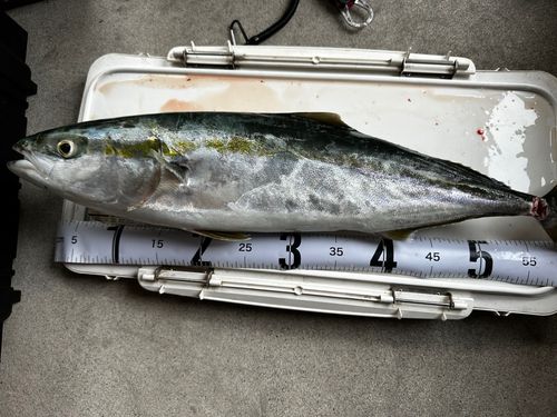 ヤズの釣果