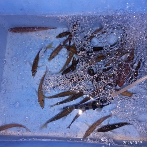 イサキの釣果