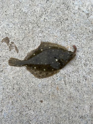 カレイの釣果