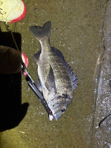 チヌの釣果